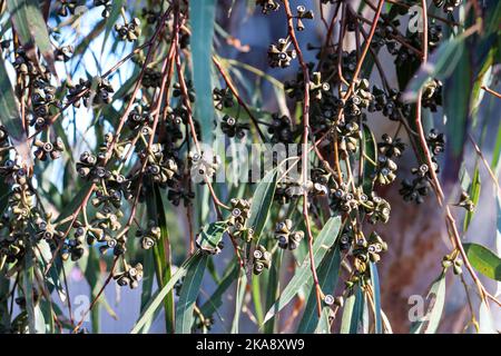 close up of eucalyptus leaves and gum nuts Stock Photo
