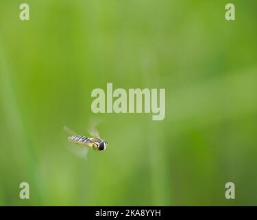 A macro shot of a flying Long Hoverfly on a green nature blurred background Stock Photo