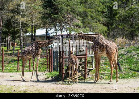 Masai Giraffes enjoying breakfast in their enclosure at The Franklin Park Zoo Stock Photo