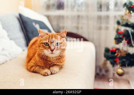 Ginger cat relaxing on couch by Christmas tree at home looking at camera. Christmas and New year winter holidays Stock Photo