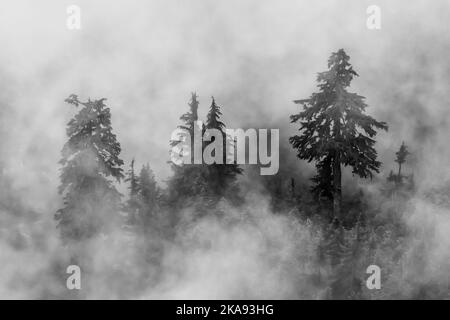 Mountain Hemlocks, Tsuga mertensiana, in low clouds viewed from Evergreen Mountain Lookout, Cascade Range, Mt. Baker-Snoqualmie National Forest, Washi Stock Photo
