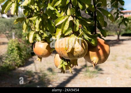 Pomegranates, Punica granatum ripening on a pomegranate tree in a small garden in Greece.The image shows the fruits, bunched and hanging from a branch Stock Photo