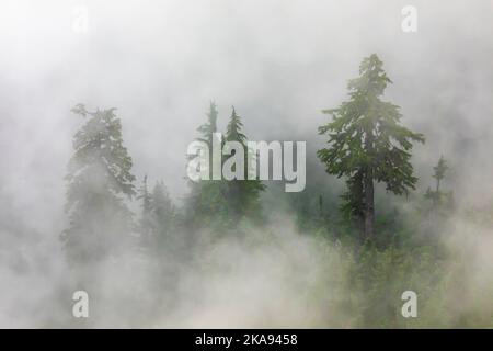 Mountain Hemlocks, Tsuga mertensiana, in low clouds viewed from Evergreen Mountain Lookout, Cascade Range, Mt. Baker-Snoqualmie National Forest, Washi Stock Photo