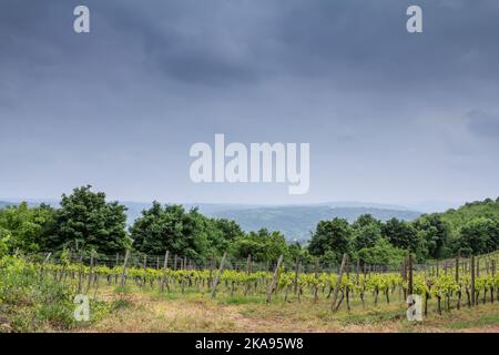 Picture of a Serbian vineyard with its typical rows of white grape trees taken in Topola, Serbia, in an area producing white wine. Stock Photo