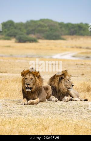 Two male lions, adult, Panthera Leo, Moremi Game Reserve, Botswana Africa. Big cat  predators. African wildlife Stock Photo