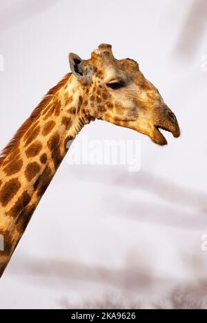 Southern Giraffe, Giraffa giraffa, head and neck pportrait, One adult animal, Moremi Game reserve, Okavango Delta, Botswana Africa. African wildlife. Stock Photo