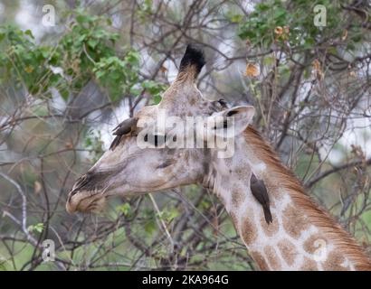 Red Billed oxpecker on giraffe; Buphagus erythrorynchus birds on the head and neck of a Southern Giraffe, Okavango Delta, Botswana Africa Stock Photo