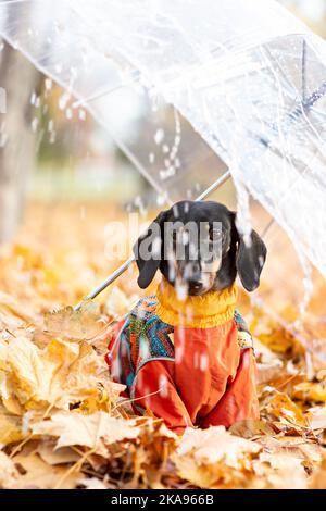 Portrait of a dachshund dog under an umbrella in an autumn park on a rainy day. Walking with a dog dressed in a warm jumpsuit on a cold day. Stock Photo