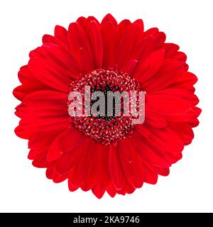Red Gerbera flower close up isolated on white background Stock Photo