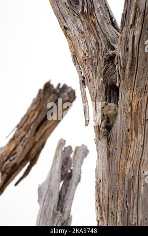 One Smiths Bush Squirrel, or African tree squirrel, Paraxerus cepapi, in a hole in a tree; Moremi Game reserve, Okavango Delta, Botswana Africa. Stock Photo