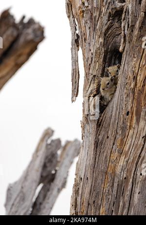 Two Smiths Bush Squirrel, or African tree squirrel, Paraxerus cepapi, in a hole in a tree; Moremi Game reserve, Okavango Delta, Botswana Africa. Stock Photo