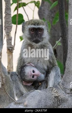 Vervet monkey, Chlorocebus pygerythrus, mother cradling baby animal in a tree, Okavango Delta, Botswana Africa. Mother and baby animal Stock Photo