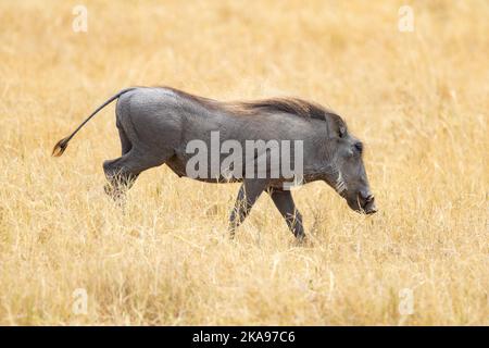 Common Warthog, Phacochoerus africanus, One adult warthog, side view, Moremi Game Reserve, Okavango Delta, Botswana Africa Stock Photo