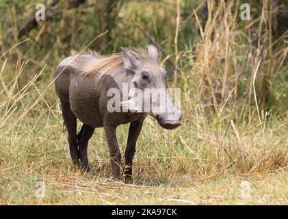 Common Warthog, Phacochoerus africanus, one adult in the wild, Moremi Game Reserve, Botswana Africa; African wildlife Stock Photo
