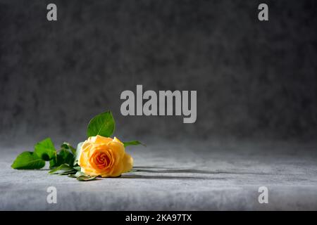 Single cream rose isolated on grey background Stock Photo