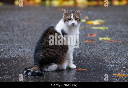 London, UK. 1st Nov, 2022. Larry the Cat, Chief Mouser to the Treasury, at Downing Street. Credit: Karl Black/Alamy Live News Stock Photo