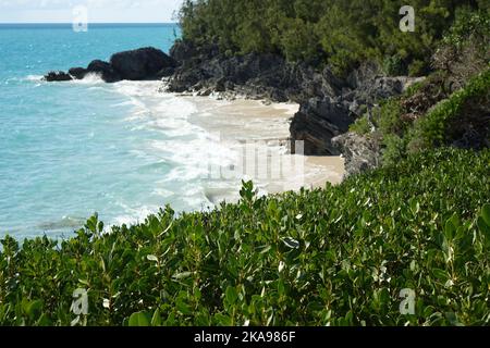 The wild plants and rock formations at the cliffside of the west Whale Bay beach on a sunny day in Southampton Parish, Bermuda Stock Photo