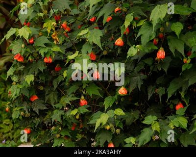 Close up of the evergreen perennial garden shrub Abutilon Orange Glow seen with orange flowers. Stock Photo