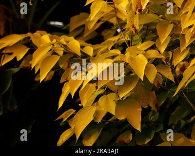 Close up of the yellow autumn leaves of the deciduous garden shrub Broussonetia papyrifera or paper mulberry. Stock Photo