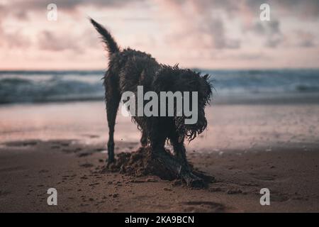 An adorable wet Labradoodle running and playing on the beach on a sunset sky background Stock Photo