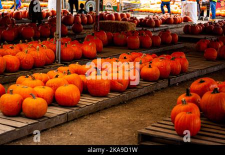 A pumpkin patch with rows of pumpkins Stock Photo