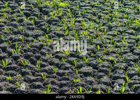 New shoots of plants in dry cracked mud in dried up lake bed caused by prolonged drought in summer in hot weather temperatures during heatwave Stock Photo
