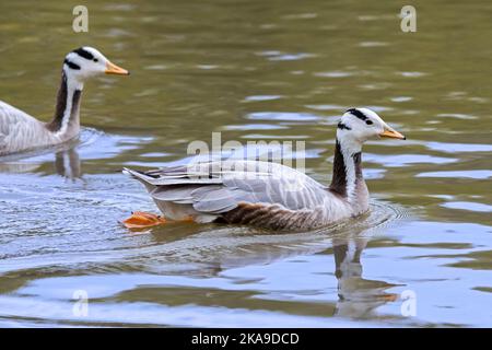 Bar-headed geese (Anser indicus / Eulabeia indica) one of world's highest-flying birds native to Asia but introduced exotic bird species in Europe Stock Photo