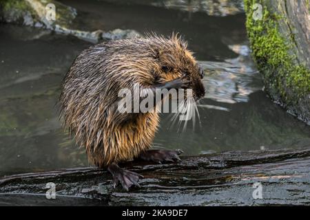 Juvenile nutria / coypu (Myocastor coypus) cleaning fur / coat on floating tree trunk in pond, invasive rodent in Europe, native to South America Stock Photo