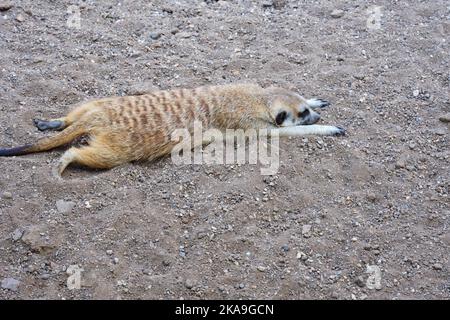 Wild suricata laying on sand in nature Stock Photo