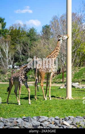 Masai Giraffes enjoying the sun in their enclosure at The Franklin Park Z Stock Photo
