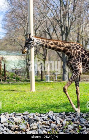 Masai Giraffes enjoying the sun in their enclosure at The Franklin Park Z Stock Photo