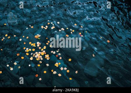 Autumn leaves from birch scattered around on the surface of turquoise water Stock Photo