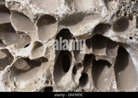 Aged coastal limestone texture with erosion holes. Weathered natural sea stone background for your design. Macro photo. Selective focus Stock Photo