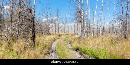 Panoramic photo of a country road passing through rows of leafless birch trees. Stock Photo