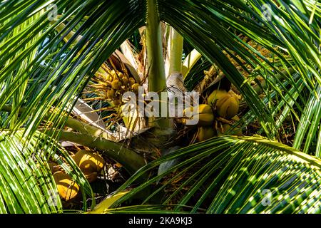 Dwarf coconut palm hi-res stock photography and images - Alamy