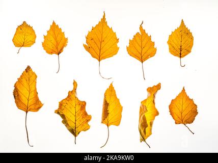 Golden yellowy Silver birch and oak autumn leaves from trees in the UK Stock Photo