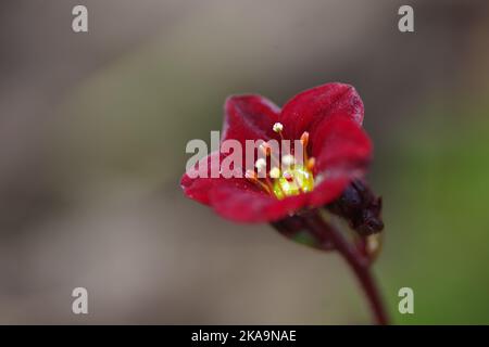 Close-up of a rose saxifrage ( Saxifraga rosacea Moench ) interwoven in a bizarre background Stock Photo