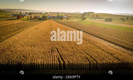 Drone View of a Field of Corn Ready for Harvesting on an Early Morning Sunrise on an Autumn Day Stock Photo