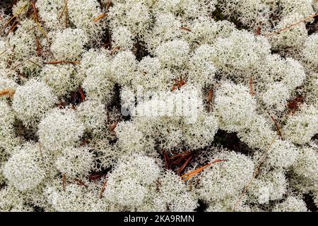 White star-tipped cup lichen (Cladonia stellaris) close up background Stock Photo