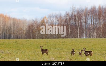 A herd of European roe deer eating grass on field Stock Photo