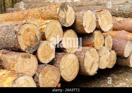 Numbered log trunks stacked in the forest. Logging. Stock Photo