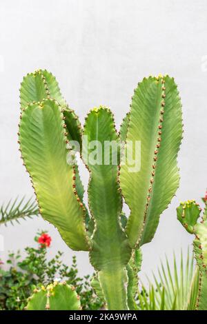 View of green cactus outdoor. Stock Photo