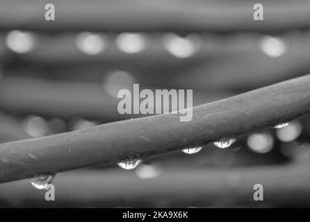 An electric extension cord sits piled on an outdoor table (unplugged of course) with drops of rain on it from a passing storm. Stock Photo