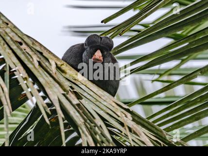 Wild Monkey On Top Of A Tree, Holding On Branches. Primate Macaco