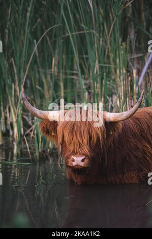 A vertical shot of a brown, long haired Highland Cattle with horns standing in a lake with bamboo Stock Photo