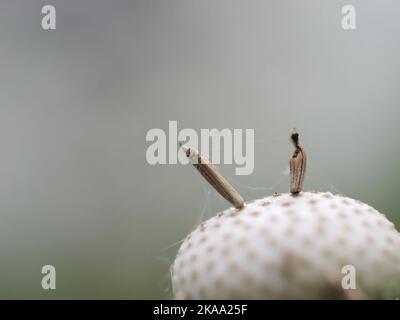 A macro shot of two seeds on a top of a withered dandelion on gray blurred background Stock Photo