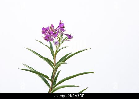 Fireweed, Chamaenerion angustifolium, flowering in the Cascade Mountains, Mt. Baker-Snoqualmie National Forest, Washington State, USA Stock Photo