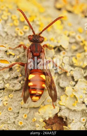 Natural vertical dorsal closeup on the colorful red and yellow Panzer's Nomad cuckoo bee, Nomada panzeri Stock Photo