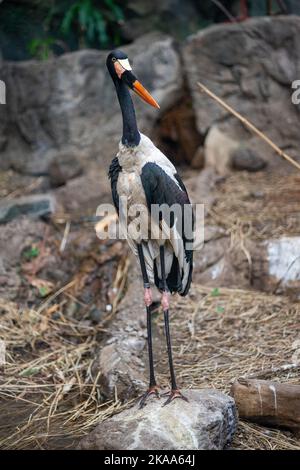 A bird in it's enclosure at The Franklin Park Zoo in Boston Massachusetts Stock Photo