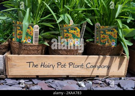 The Hairy Pot Plant Company tray of plants Stock Photo